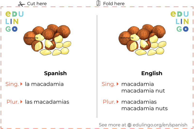 Macadamia in Spanish vocabulary flashcard for printing, practicing and learning