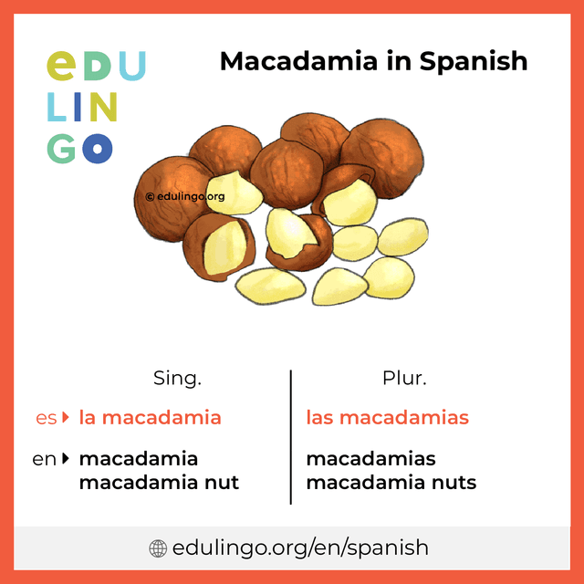Macadamia in Spanish vocabulary picture with singular and plural for download and printing