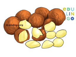 Thumbnail: Macadamia in English