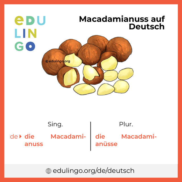 Macadamianuss auf Deutsch Vokabelbild mit Singular und Plural zum Herunterladen und Ausdrucken