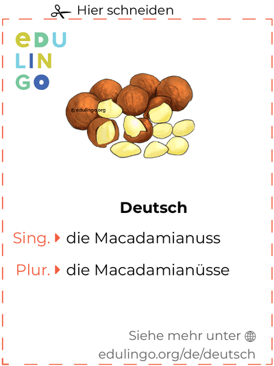 Macadamianuss auf Deutsch Vokabelkartei zum Ausdrucken, Üben und Lernen
