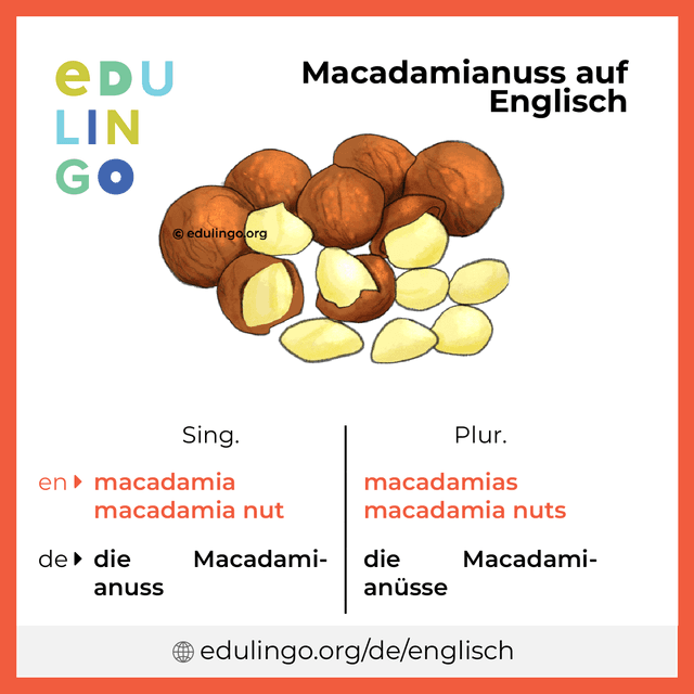 Macadamianuss auf Englisch Vokabelbild mit Singular und Plural zum Herunterladen und Ausdrucken