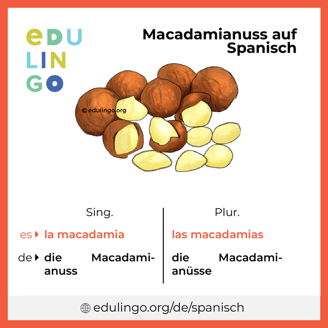 Macadamianuss auf Spanisch Vokabelbild mit Singular und Plural zum Herunterladen und Ausdrucken