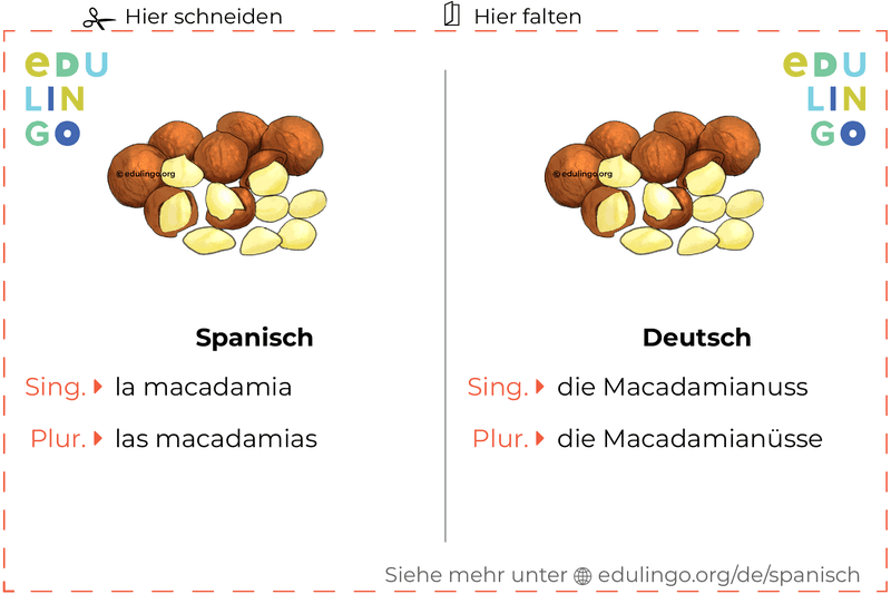 Macadamianuss auf Spanisch Vokabelkartei zum Ausdrucken, Üben und Lernen