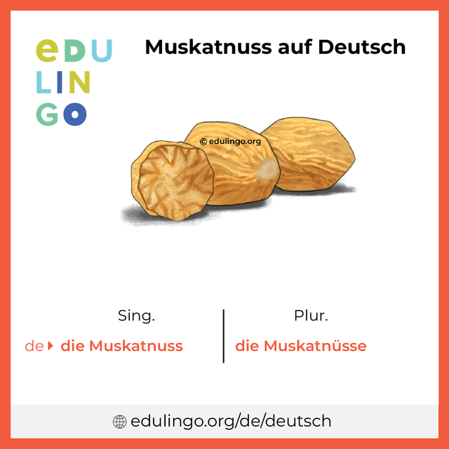 Muskatnuss auf Deutsch Vokabelbild mit Singular und Plural zum Herunterladen und Ausdrucken