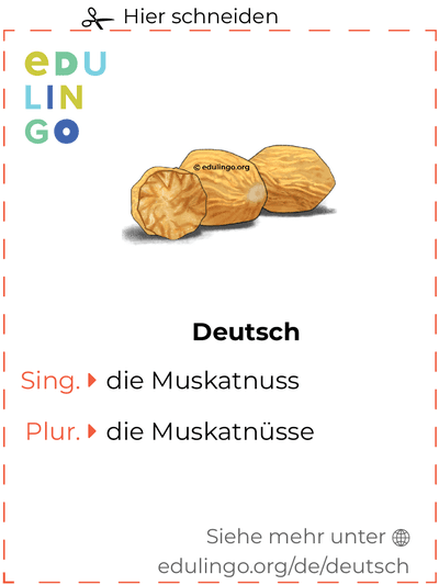 Muskatnuss auf Deutsch Vokabelkartei zum Ausdrucken, Üben und Lernen