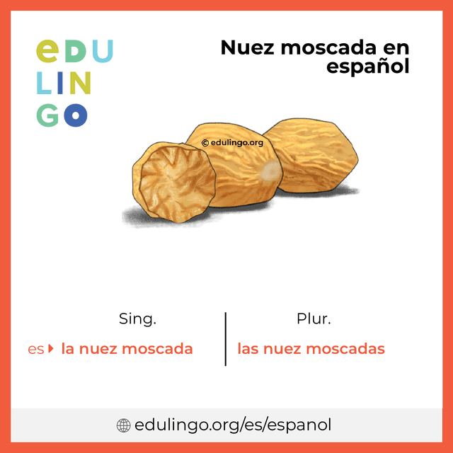 Imagen de vocabulario Nuez moscada en español con singular y plural para descargar e imprimir