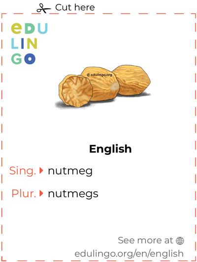 Nutmeg in English vocabulary flashcard for printing, practicing and learning