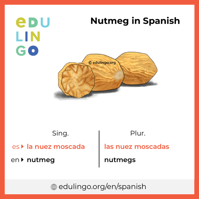 Nutmeg in Spanish vocabulary picture with singular and plural for download and printing