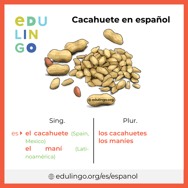 Imagen de vocabulario Cacahuete en español con singular y plural para descargar e imprimir