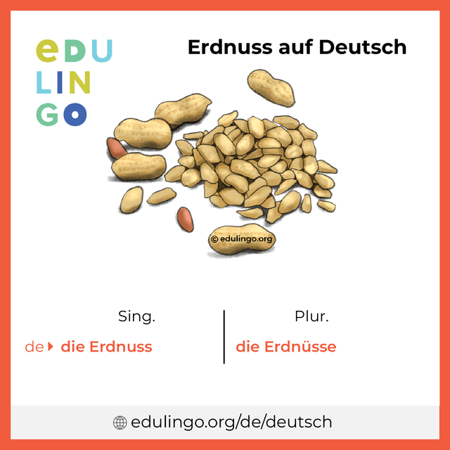Erdnuss auf Deutsch Vokabelbild mit Singular und Plural zum Herunterladen und Ausdrucken
