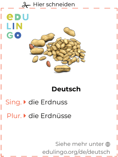 Erdnuss auf Deutsch Vokabelkartei zum Ausdrucken, Üben und Lernen