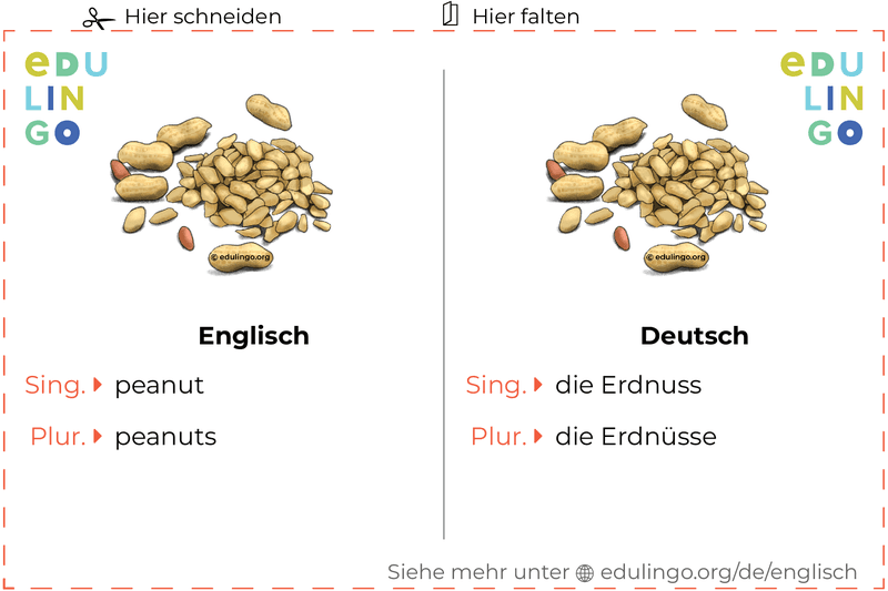 Erdnuss auf Englisch Vokabelkartei zum Ausdrucken, Üben und Lernen