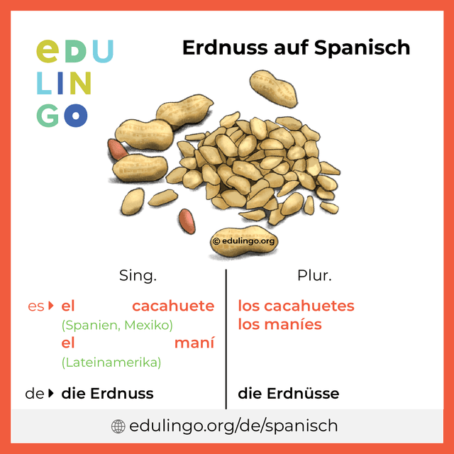 Erdnuss auf Spanisch Vokabelbild mit Singular und Plural zum Herunterladen und Ausdrucken
