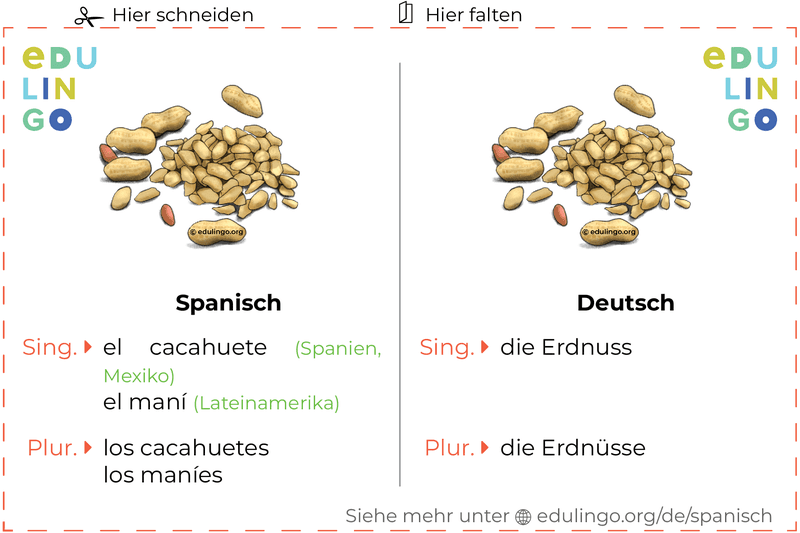 Erdnuss auf Spanisch Vokabelkartei zum Ausdrucken, Üben und Lernen
