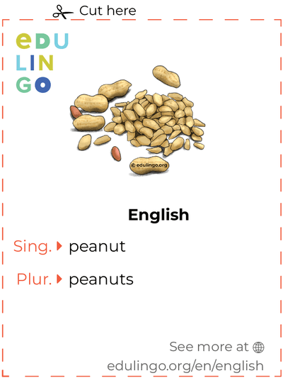 Peanut in English vocabulary flashcard for printing, practicing and learning