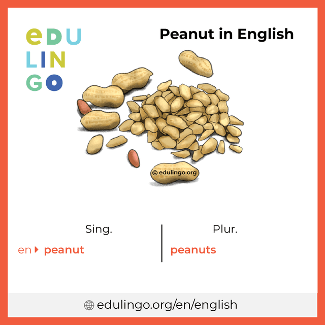 Peanut in English vocabulary picture with singular and plural for download and printing