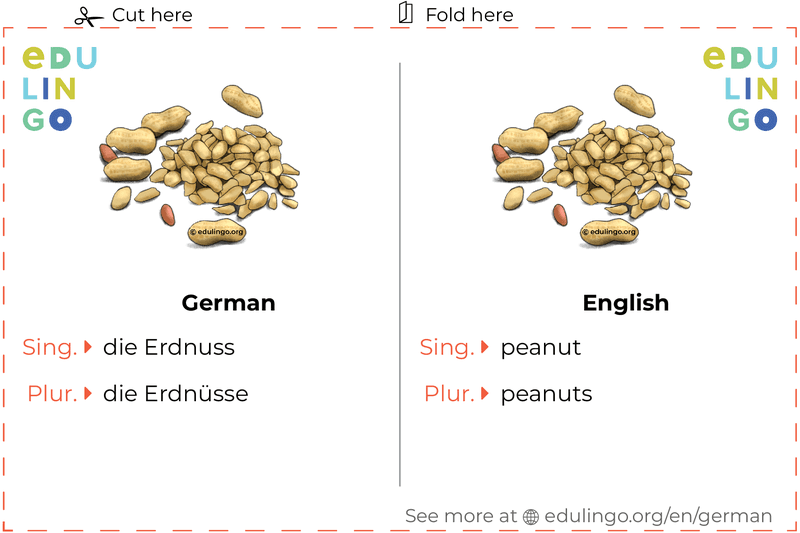 Peanut in German vocabulary flashcard for printing, practicing and learning