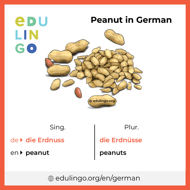 Peanut in German vocabulary picture with singular and plural for download and printing