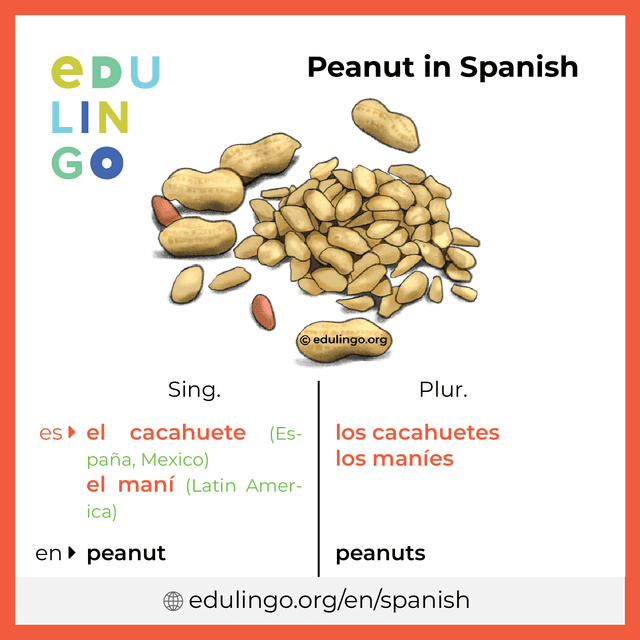 Peanut in Spanish vocabulary picture with singular and plural for download and printing