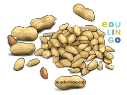Thumbnail: Peanut in Spanish