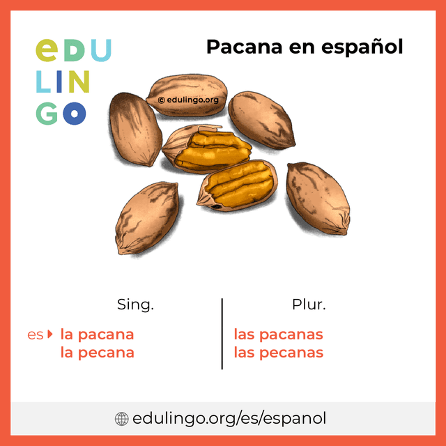 Imagen de vocabulario Pacana en español con singular y plural para descargar e imprimir