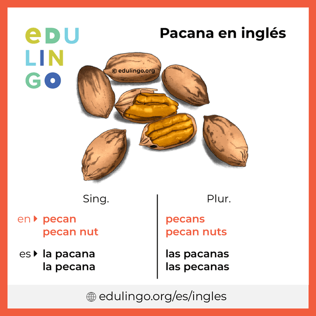 Imagen de vocabulario Pacana en inglés con singular y plural para descargar e imprimir