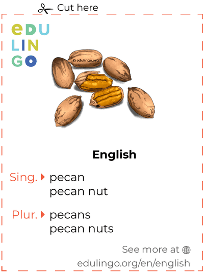 Pecan in English vocabulary flashcard for printing, practicing and learning
