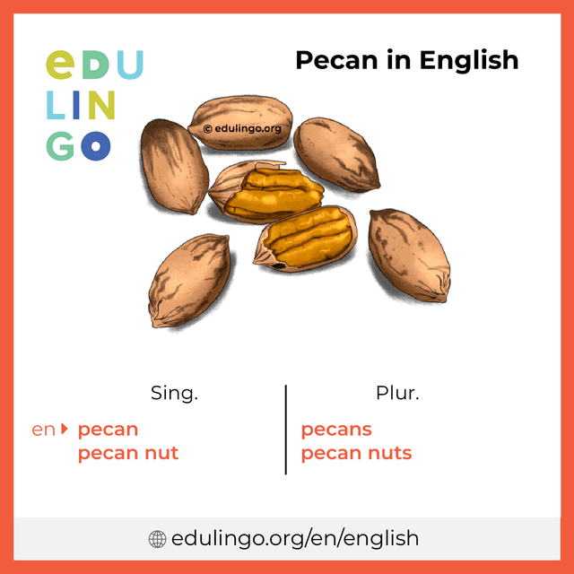 Pecan in English vocabulary picture with singular and plural for download and printing