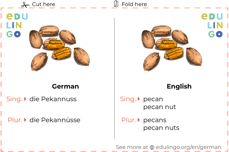 Pecan in German vocabulary flashcard for printing, practicing and learning