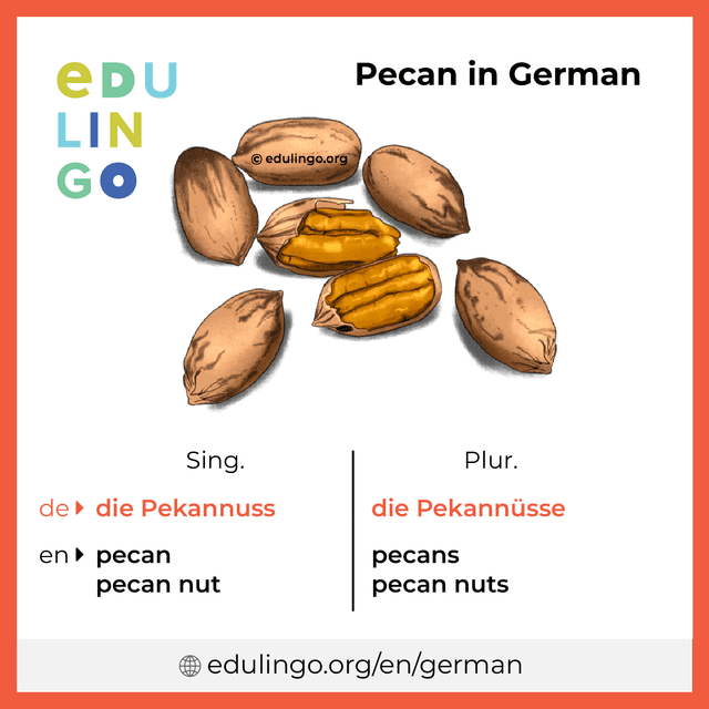 Pecan in German vocabulary picture with singular and plural for download and printing