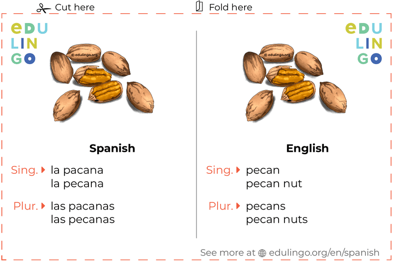 Pecan in Spanish vocabulary flashcard for printing, practicing and learning