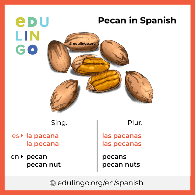 Pecan in Spanish vocabulary picture with singular and plural for download and printing