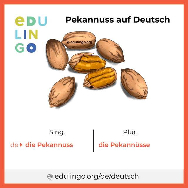 Pekannuss auf Deutsch Vokabelbild mit Singular und Plural zum Herunterladen und Ausdrucken