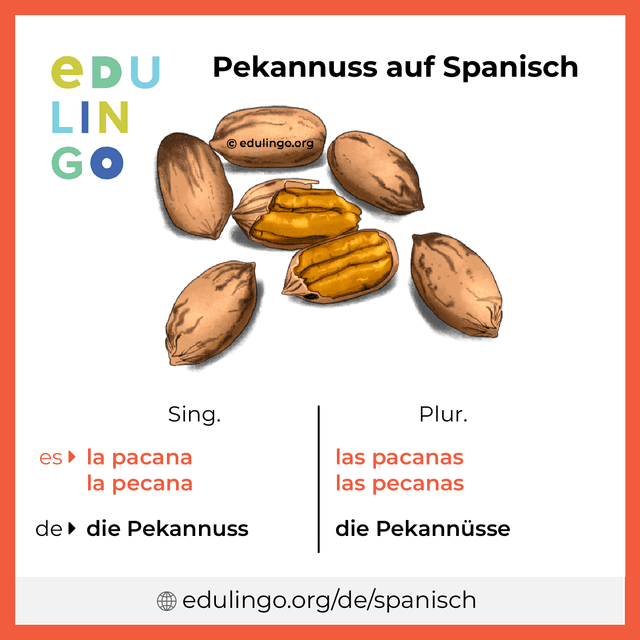 Pekannuss auf Spanisch Vokabelbild mit Singular und Plural zum Herunterladen und Ausdrucken