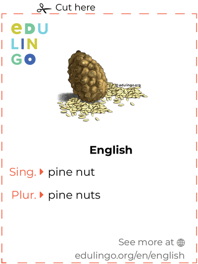 Pine Nut in English vocabulary flashcard for printing, practicing and learning