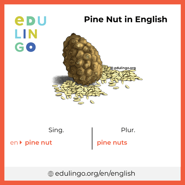 Pine Nut in English vocabulary picture with singular and plural for download and printing