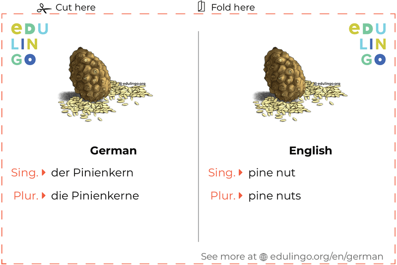 Pine Nut in German vocabulary flashcard for printing, practicing and learning
