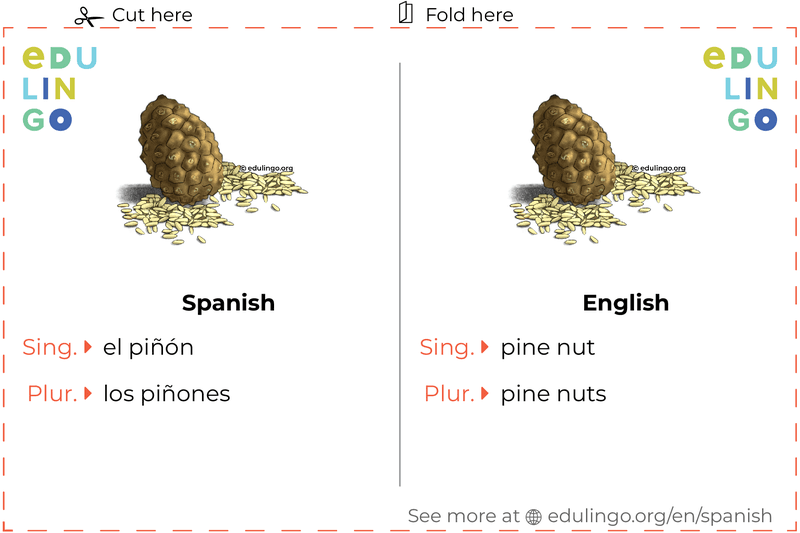 Pine Nut in Spanish vocabulary flashcard for printing, practicing and learning