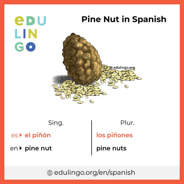 Pine Nut in Spanish vocabulary picture with singular and plural for download and printing