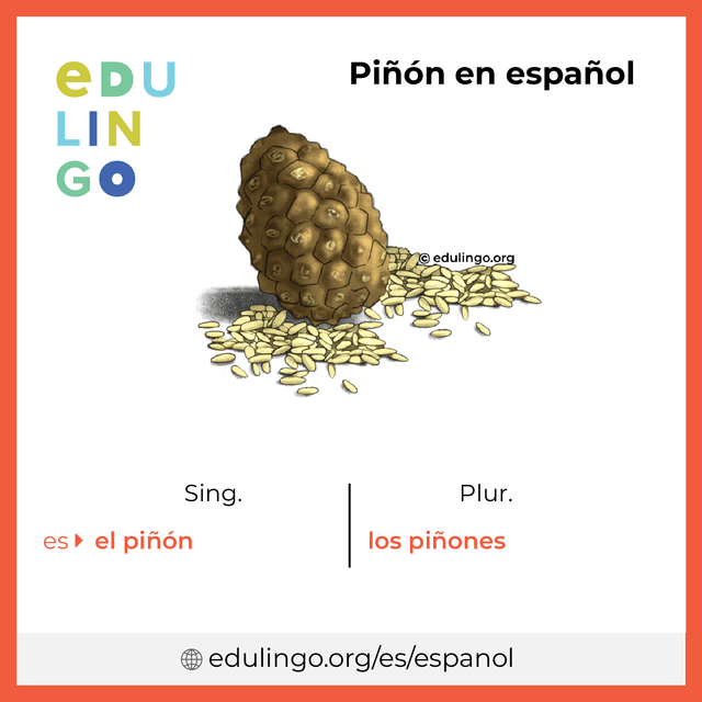 Imagen de vocabulario Piñón en español con singular y plural para descargar e imprimir