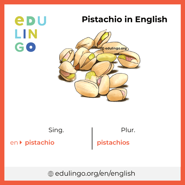 Pistachio in English vocabulary picture with singular and plural for download and printing