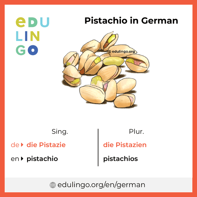 Pistachio in German vocabulary picture with singular and plural for download and printing