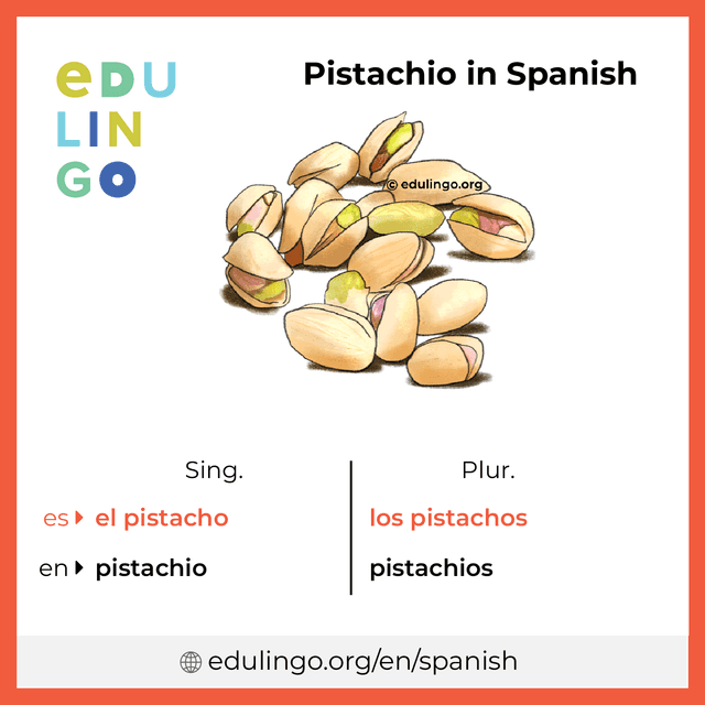 Pistachio in Spanish vocabulary picture with singular and plural for download and printing