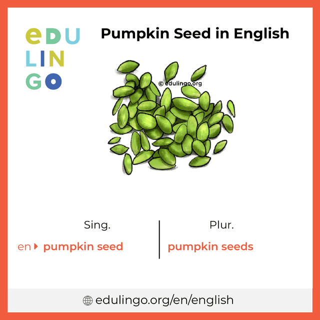 Pumpkin Seed in English vocabulary picture with singular and plural for download and printing