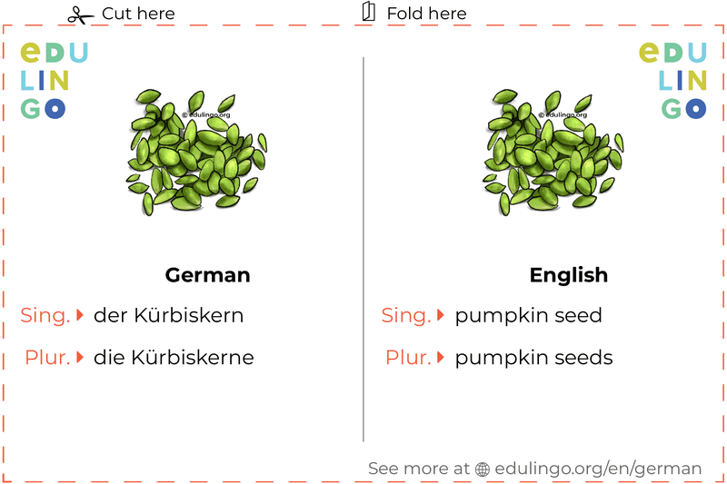 Pumpkin Seed in German vocabulary flashcard for printing, practicing and learning