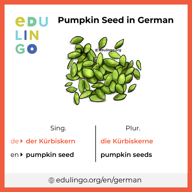 Pumpkin Seed in German vocabulary picture with singular and plural for download and printing