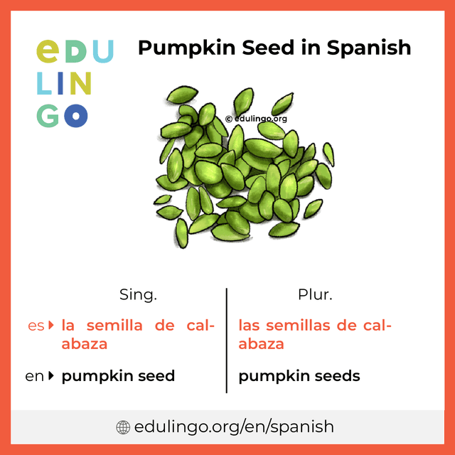 Pumpkin Seed in Spanish vocabulary picture with singular and plural for download and printing