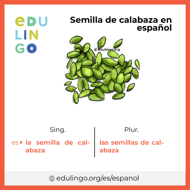 Imagen de vocabulario Semilla de calabaza en español con singular y plural para descargar e imprimir