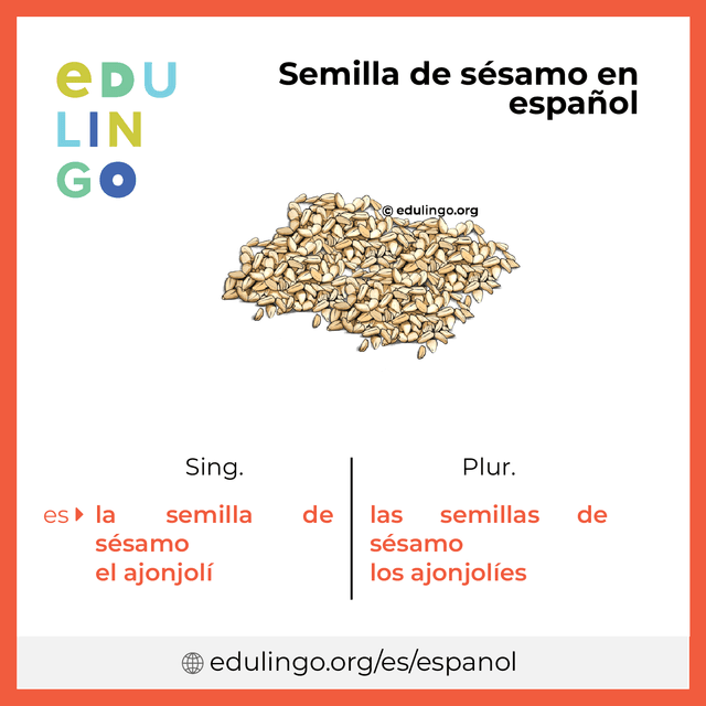 Imagen de vocabulario Semilla de sésamo en español con singular y plural para descargar e imprimir